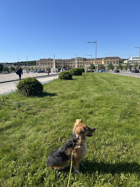 cani_austria_4 cani_austria_4