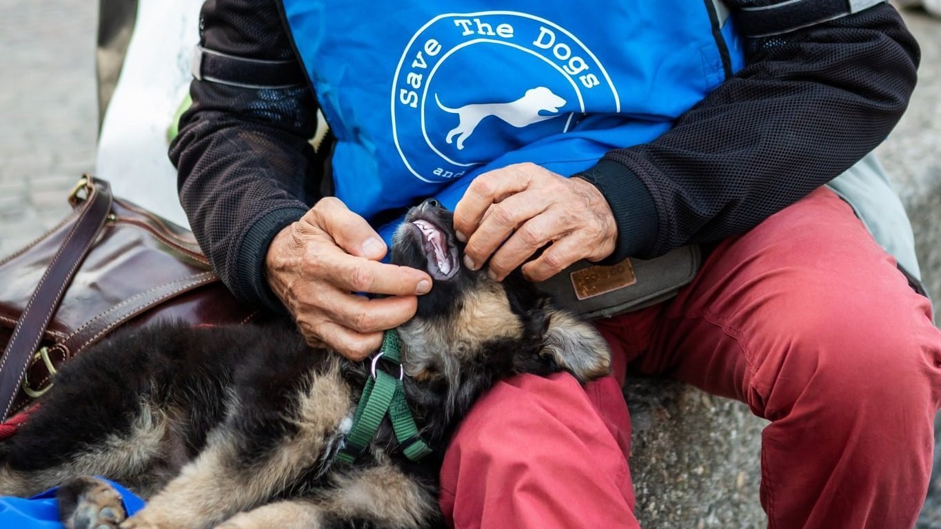 Care to dog 3